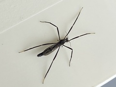 Styringomyia