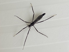 Styringomyia