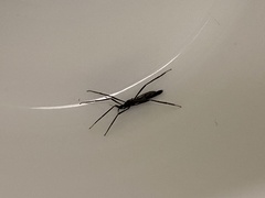 Styringomyia