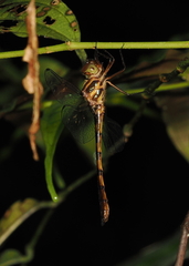 Macromidia fulva