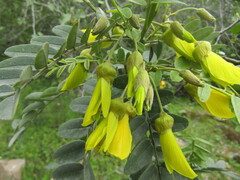 Sophora macrocarpa