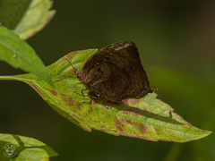 Arhopala