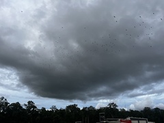 Pteropus conspicillatus