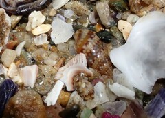 Pseudamycla dermestoidea