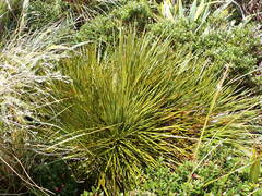Aciphylla intermedia