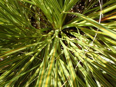 Aciphylla intermedia