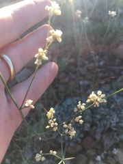 Eriogonum tenellum