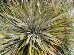 Aciphylla colensoi