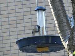 Passer montanus saturatus
