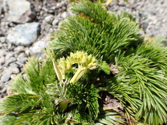 Aciphylla dissecta