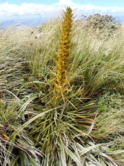 Aciphylla colensoi
