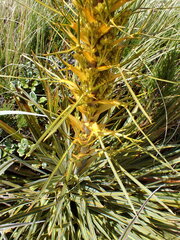 Aciphylla colensoi