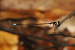 Platystictidae