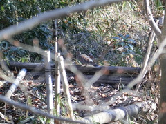 Streptopelia orientalis orientalis