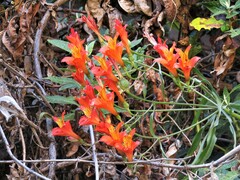 Alstroemeria ligtu