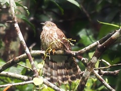 Hierococcyx sparverioides