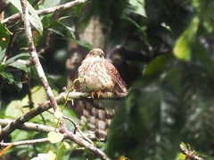 Hierococcyx sparverioides