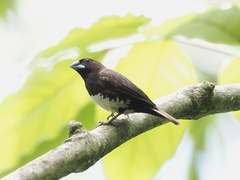 Lonchura leucogastra