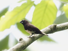 Lonchura leucogastra
