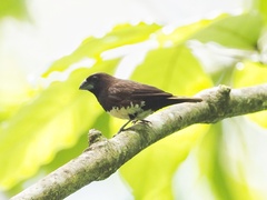 Lonchura leucogastra