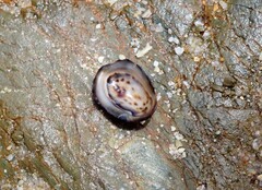 Patelloida latistrigata