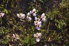 Aristea teretifolia