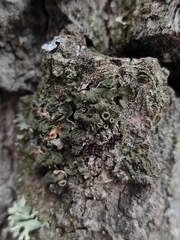 Pleurosticta acetabulum