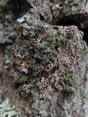 Pleurosticta acetabulum