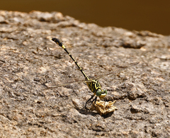 Austrogomphus cornutus