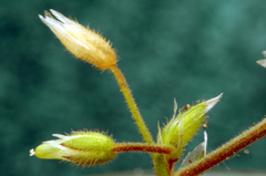 Cerastium semidecandrum