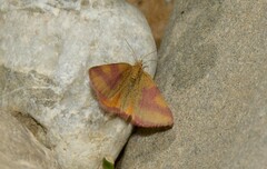 Lythria cruentaria