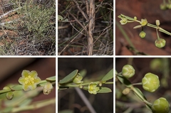 Phyllanthus eremicus