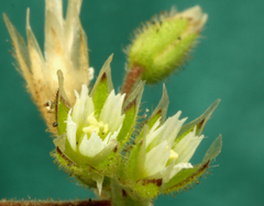 Cerastium semidecandrum