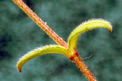 Cerastium semidecandrum