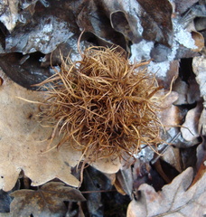 Andricus caputmedusae