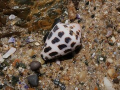 Conus ebraeus
