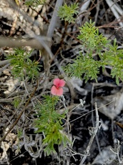 Indigofera verrucosa