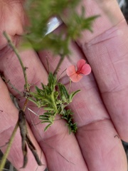 Indigofera verrucosa