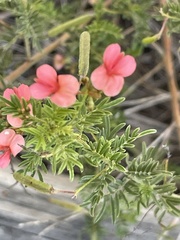 Indigofera verrucosa