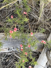 Indigofera verrucosa