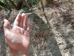 Rytidosperma clavatum