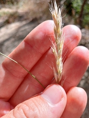 Rytidosperma clavatum