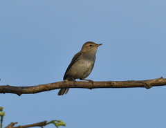 Iduna caligata
