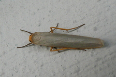 Eilema complana