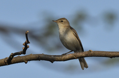 Iduna caligata
