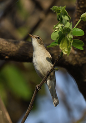 Iduna caligata