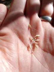 Rytidosperma clavatum