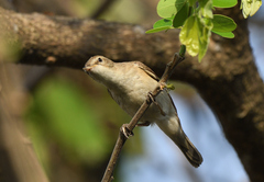 Iduna caligata