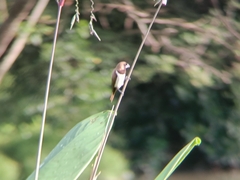 Lonchura leucogastroides