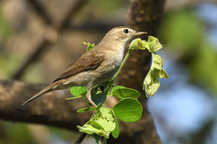 Iduna caligata
